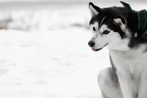 Photo of Portrait of a Siberian husky dog with black white color with brown eyes which sits in the snow on the street in winter with a funny snout while it caress and scales her hand in the glove copy space.