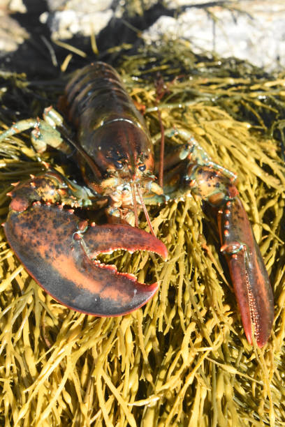 istock Fresh Live Maine Lobster on a Beach 1312989871