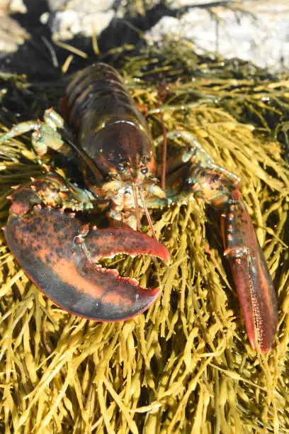 Beautiful atlantic red lobster resting on a bed of seaweed