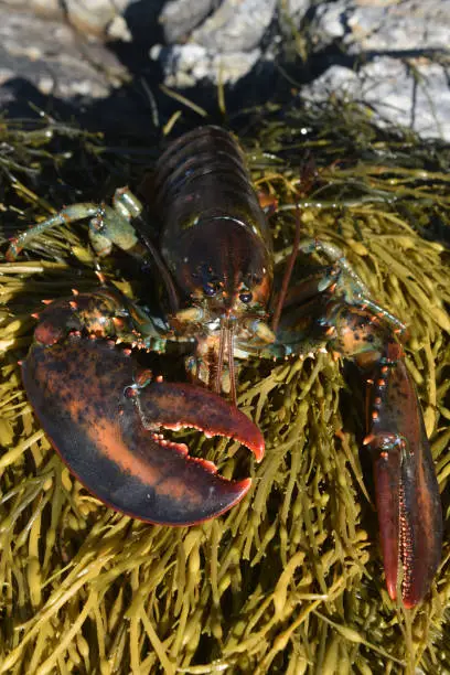 Large red lobster resting on a bed of green seaweed
