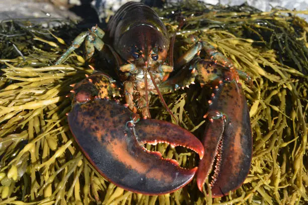 Cute lobster with large claws in maine