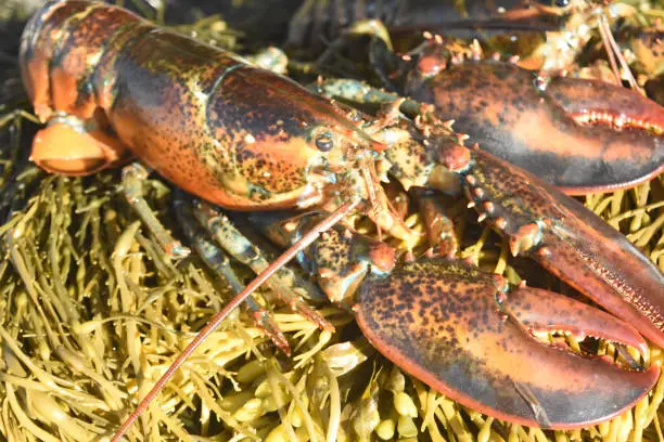 Pretty photo of a red maine lobster