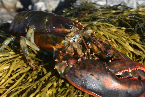 Pretty maine lobster resting on the coast
