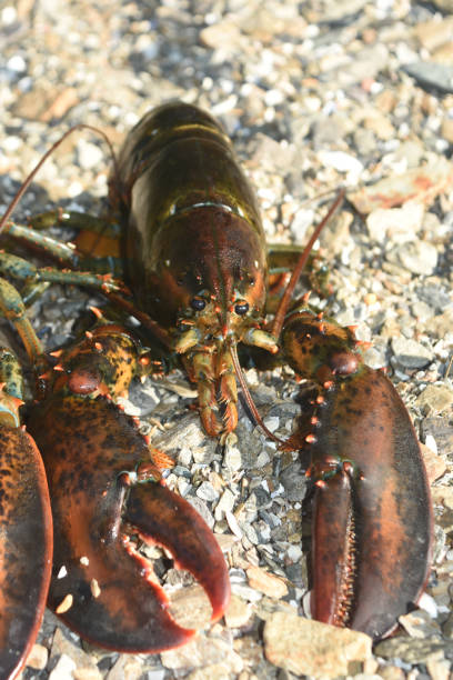 istock Fresh Live Maine Lobster on a Beach 1312990071