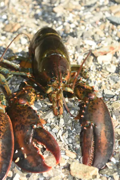 Beautiful lobster resting on the coast of maine