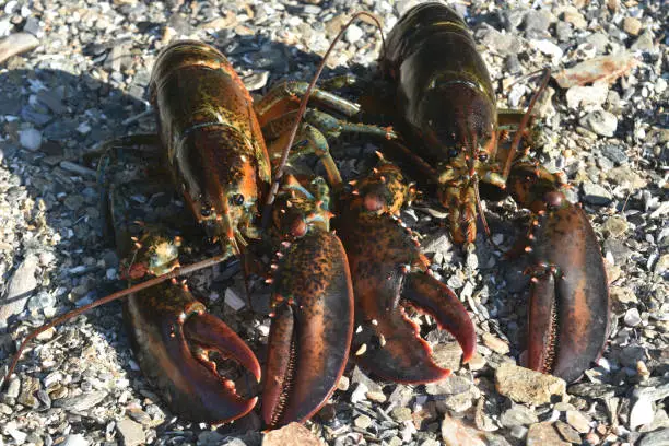 Stunning photo of two atlantic lobsters