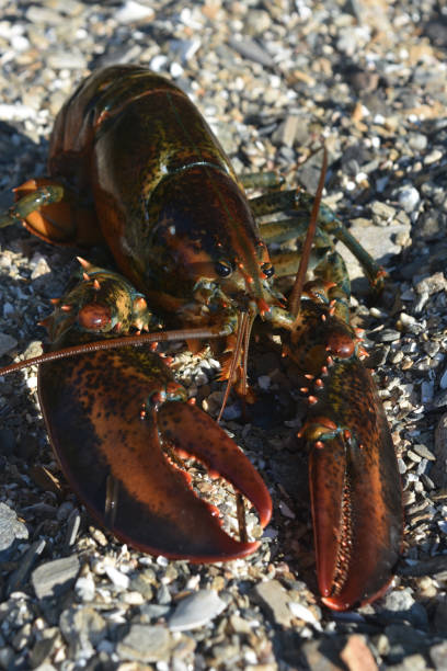 istock Fresh Live Maine Lobster on a Beach 1312990109
