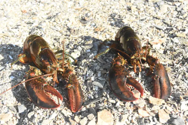 Pretty pair of red lobsters resting on a rocky beach