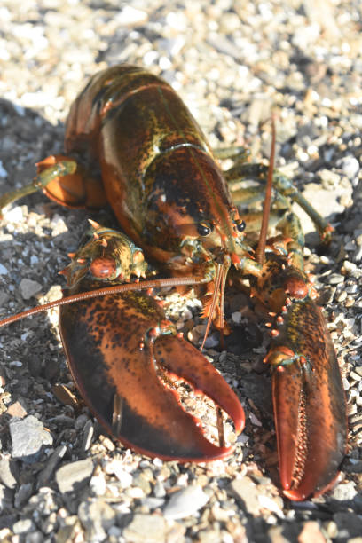 istock Fresh Live Maine Lobster on a Beach 1312990142