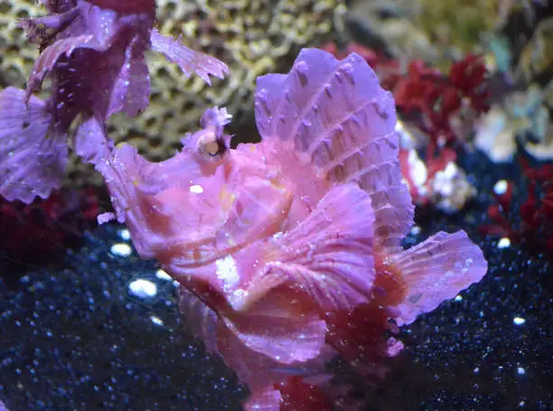 Rare pink rhinopias fish swimming underwater.