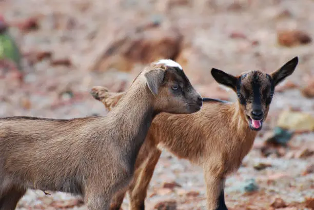 Adorable face of a baby goat with his mouth wide open.