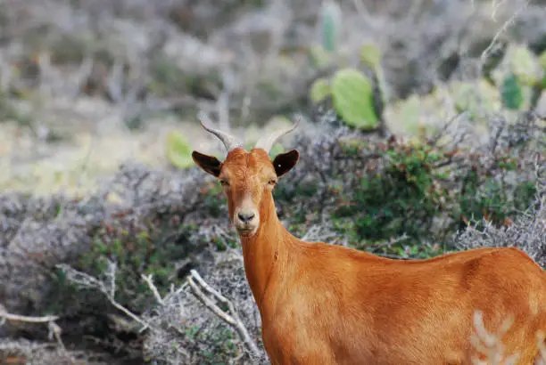 Beautiful brown billy goat with curved horns on his head.