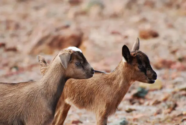 Adorable pair of two baby wild goats in Aruba.