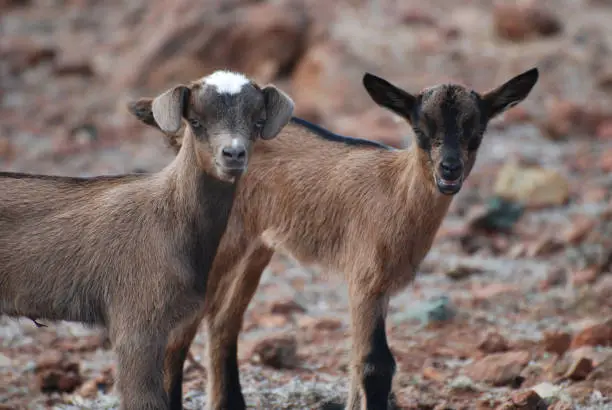 Up close and personal with two baby brown goats in the wild.