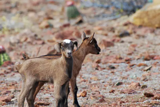 Amazing pair of kid goats in Aruba.