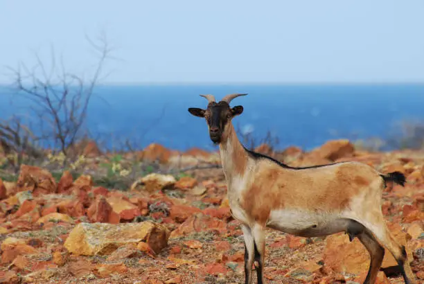 Wild billy goat standing on the top of a cliff.