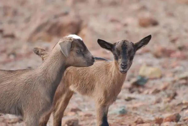 Adorable faces of two baby goats in Aruba.