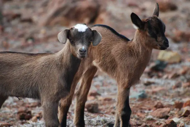 Cute pair of two baby brown wild goats in Aruba.
