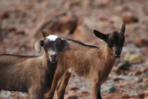 Cute pair of baby goats standing together in Aruba.