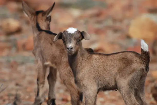 Absolutely adorable pair of baby goats balancing on rocks.