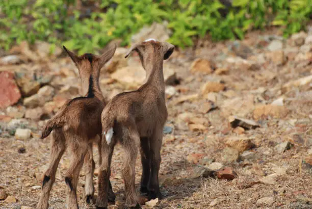 Absolutely adorable image of two baby goat behinds.