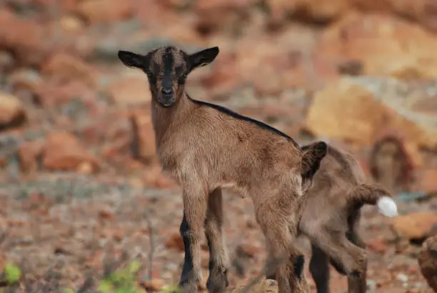 Small brown baby goat standing up on top of a rock.