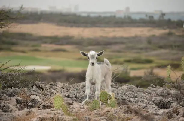 Gorgeous face of a baby kid goat in Aruba.