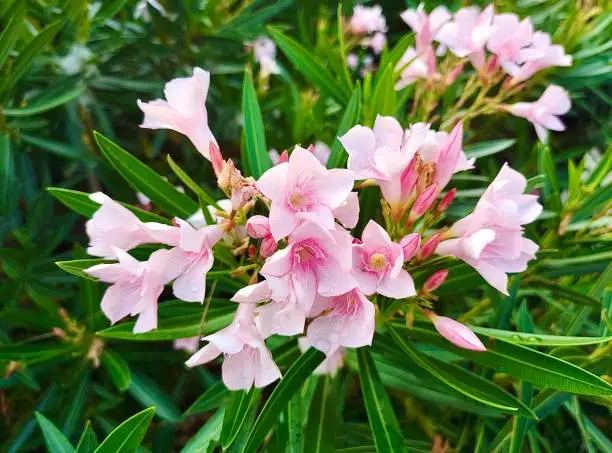 The Beautiful Blooming Soft Pink Oleander, Rose Bay or Nerium Flowers with Green Leaves on Tree Branches.