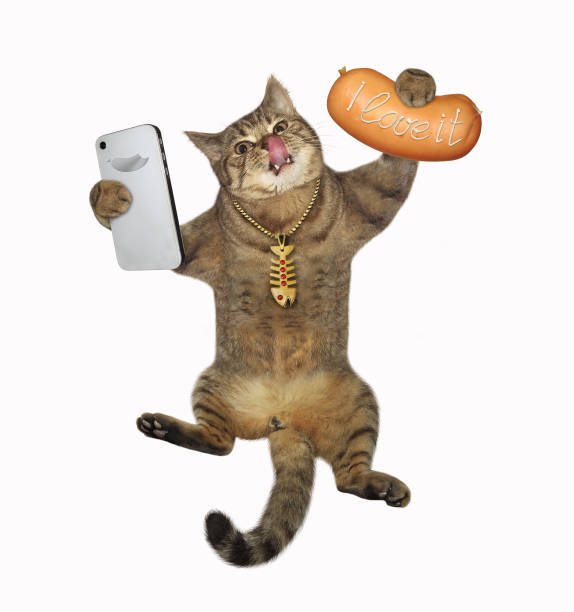 istock Cat takes selfie with sausage 1312991445