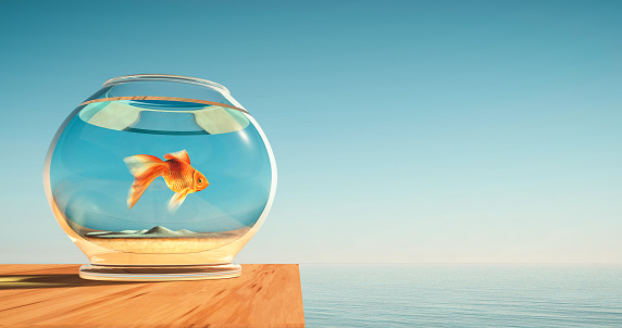 Golden fish in a bowl near the ocean . Comfort zone and think different concept . This is a 3d render illustration .