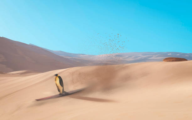 istock Penguin surfing in the desert . Global warming concept . This is a 3d render illustration . 1312993195