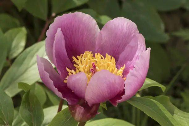 Paeonia borteroi rose-pink highly fragrant flowers of large size with huge petals of intense rose-red color large yellow stamens pistils with the appearance of a large pink worm light diffused flash