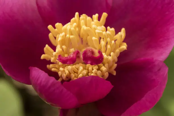 Paeonia borteroi rose-pink highly fragrant flowers of large size with huge petals of intense rose-red color large yellow stamens pistils with the appearance of a large pink worm light diffused flash