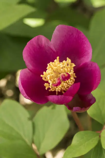 Paeonia borteroi rose-pink highly fragrant flowers of large size with huge petals of intense rose-red color large yellow stamens pistils with the appearance of a large pink worm light diffused flash