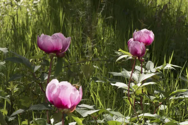 Paeonia borteroi rose-pink highly fragrant flowers of large size with huge petals of intense rose-red color large yellow stamens pistils with the appearance of a large pink worm light diffused flash