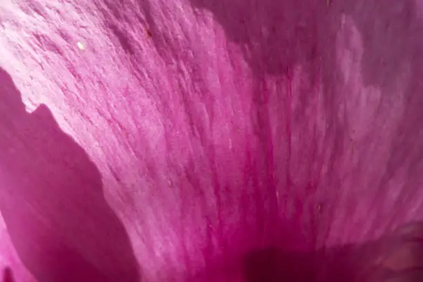 Paeonia borteroi rose-pink highly fragrant flowers of large size with huge petals of intense rose-red color large yellow stamens pistils with the appearance of a large pink worm light diffused flash