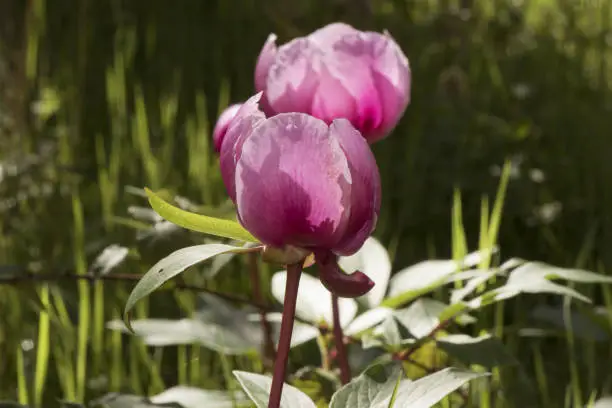 Paeonia borteroi rose-pink highly fragrant flowers of large size with huge petals of intense rose-red color large yellow stamens pistils with the appearance of a large pink worm light diffused flash