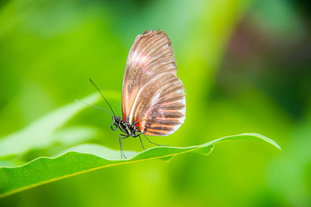 Crimson-patched longwing Brush-footed butterfly.  Alson known as Red postman, small postman, erato heliconian.  Genus: Heliconius.