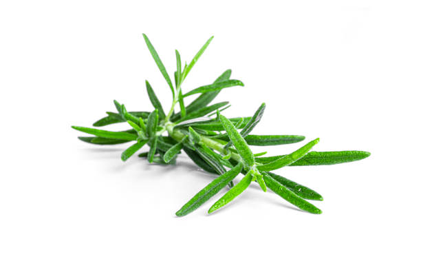 istock Rosemary isolated on white background 1313000390