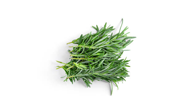 istock Rosemary isolated on white background 1313000474