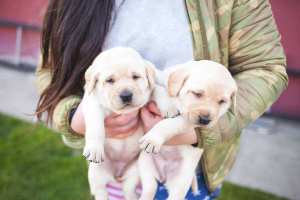 istock Cute Labrador Retriever puppy resting in hand 1313002184