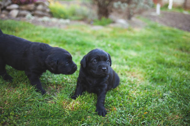 istock Black Labradors Retriever Outside 1313002207