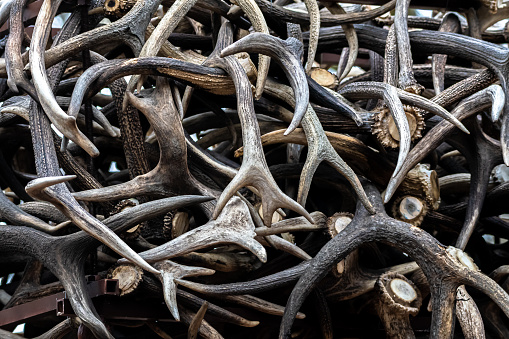 Deer antlers on rustic wood paneling.