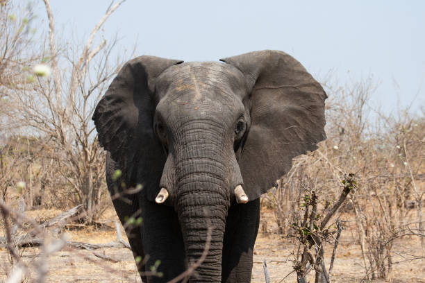 primer plano de elefante africano mirando a la cámara - control looking at camera animal direction fotografías e imágenes de stock