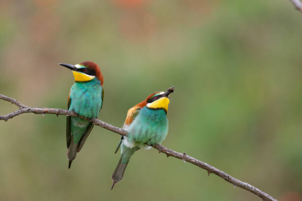 istock Two European bee eater Merops apiaster sitting on a branch with bee in their beak 1313003205