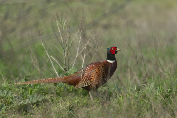 istock Male Common Pheasant Phasianus colchicus in the wild 1313003207