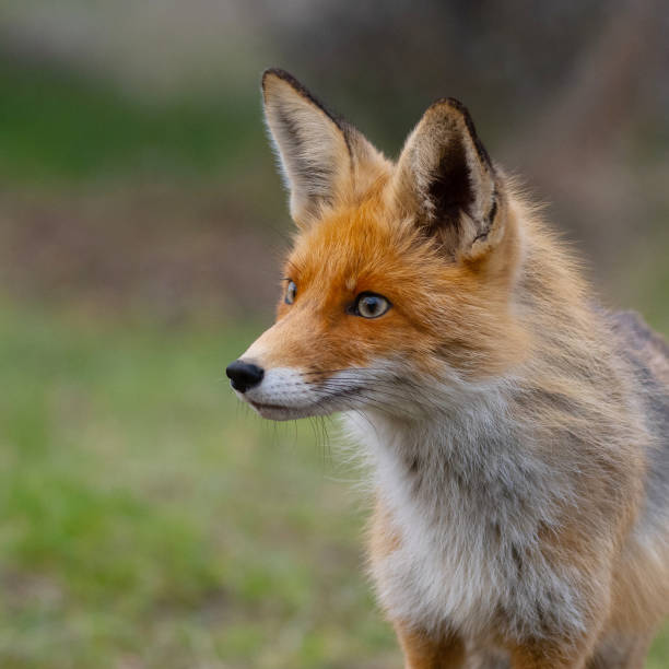 istock A young red fox stands in the grass. Vulpes vulpes 1313003226