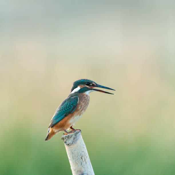 istock Bird common kingfisher Alcedo attis sits on a stick 1313003241