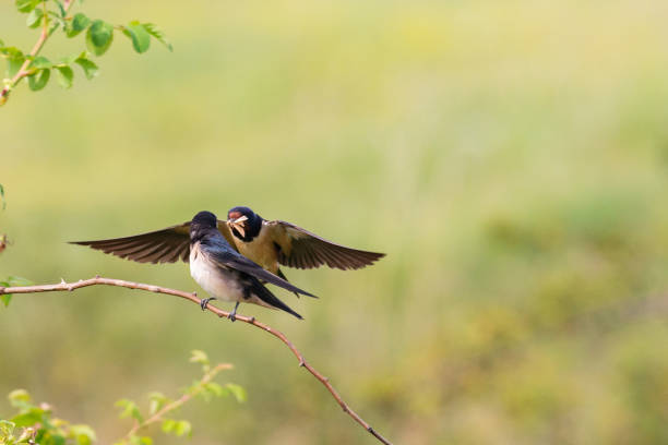 istock Bird Barn Swallow Hirundo rustica in flight 1313003246