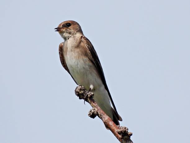 istock Northern Rough-winged Swallow (Stelgidopteryx serripennis) perched on a bare tree with mouth open - a clear sky in the background 1313003334